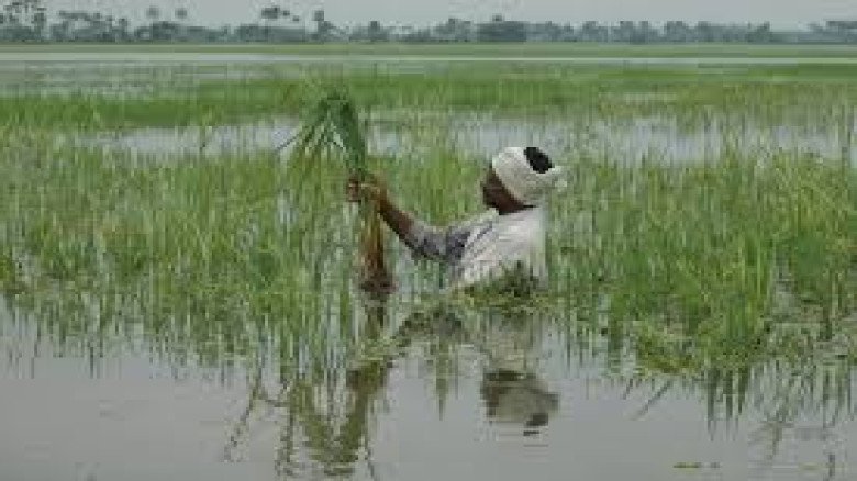কেশবপুরে অতিবৃষ্টিতে ৫ হাজার হেক্টর জমির আমন ধান চাষ অনিশ্চি
