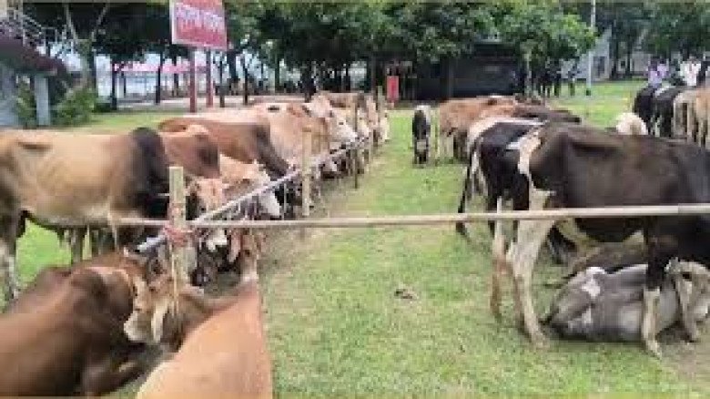 সুনামগঞ্জে জব্দ করা ৯০ গরু বদলে ফেলার অভিযোগে ৫ জিম্মাদারের 