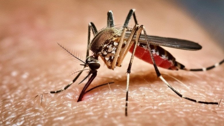 দেশে ডেঙ্গুতে আরও দুই জনের মৃত্যু, চলতি বছরে মৃতের সংখ্যা ২০