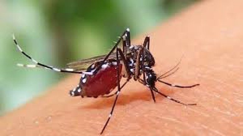 ডেঙ্গুতে এক দিনে ৯ জনের মৃত্যু, দ্রুত পরীক্ষা ও চিকিৎসার আহ্বান স্বাস্থ্য অধিদপ্তরের...