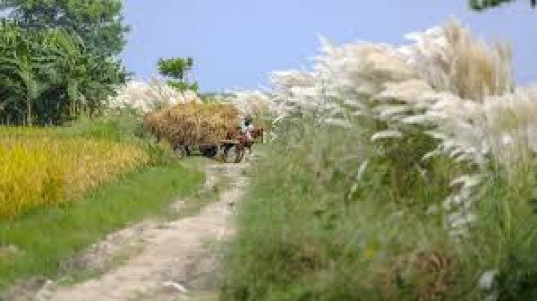 কুয়াশার ঘোমটায় হেমন্তের আগমন: সোনারঙে মোড়া বাংলার নবান্নের ঋ