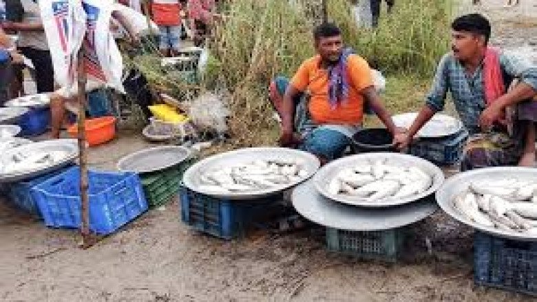 পদ্মার পাড়ে নিষেধাজ্ঞা অমান্য করে ইলিশের হাট