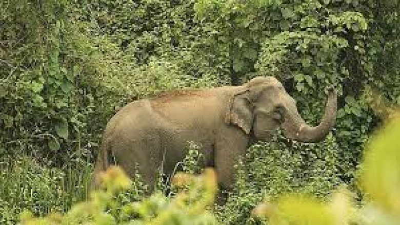 মিয়ানমার সীমান্তে মাংসের জন্য হাতি শিকারের প্রমাণ, গবেষকদের 