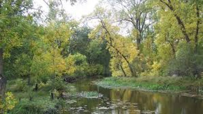 উইনিপেগের সেইন নদীর ধারে এক গাছের বারোমাসি গল্প