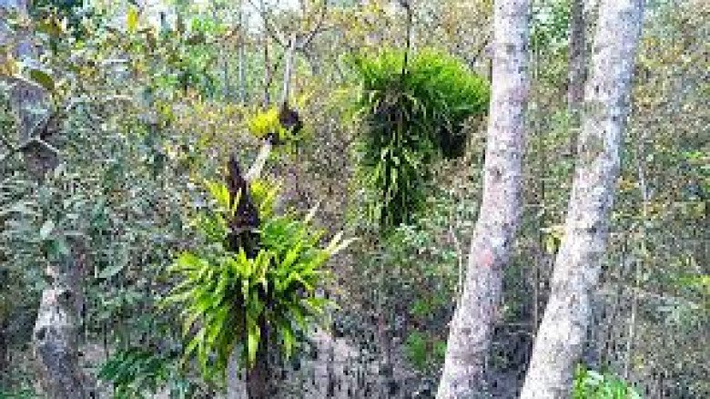 পরগাছার আক্রমণে বিপদে সুন্দরবনের প্রাণ—সুন্দরীগাছ