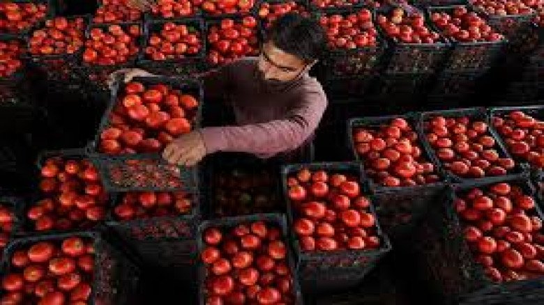 আফগানিস্তানের সঙ্গে সীমান্ত বন্ধে পাকিস্তানে টমেটোর দাম ৬০০ রুপি কেজি...