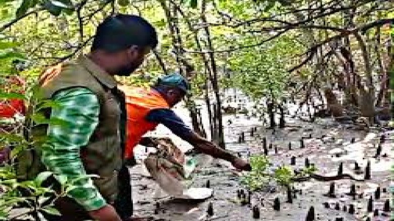 সবজিখেতে আটকে পড়ল অজগরের বাচ্চা, সুন্দরবনে অবমুক্ত করল বন বি