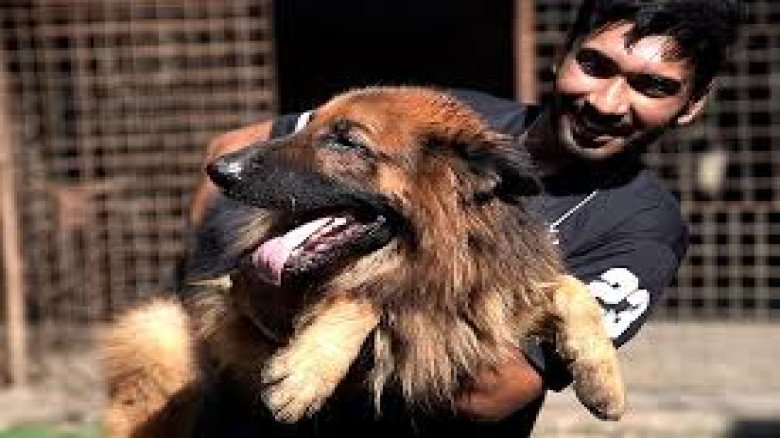 জন্মের আগেই বুকিং — পাহারাদার কুকুরের খামারে ‘শাওনস কেনেল’-এ