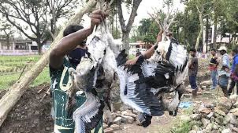 গাছ কেটে ফেলা, ৮০ পাখি হত্যার পরও রাজশাহী মেডিকেল কলেজ হাসপা