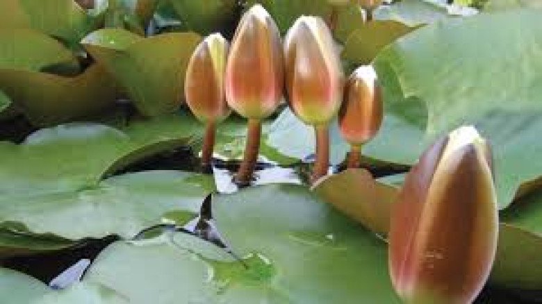 ইসির নতুন প্রতীক তালিকায় যুক্ত হলো ‘শাপলা কলি’