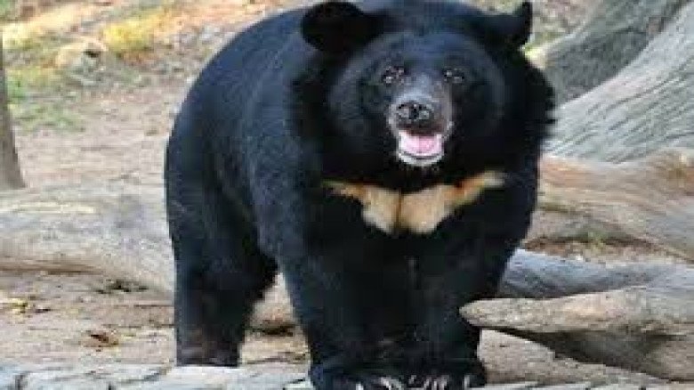 বান্দরবানে ভালুকের আক্রমণে এক ব্যক্তি গুরুতর আহত