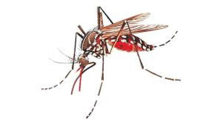 ডেঙ্গুতে এক দিনে সর্বোচ্চ ১০ জনের মৃত্যু — জনস্বাস্থ্যবিদেরা