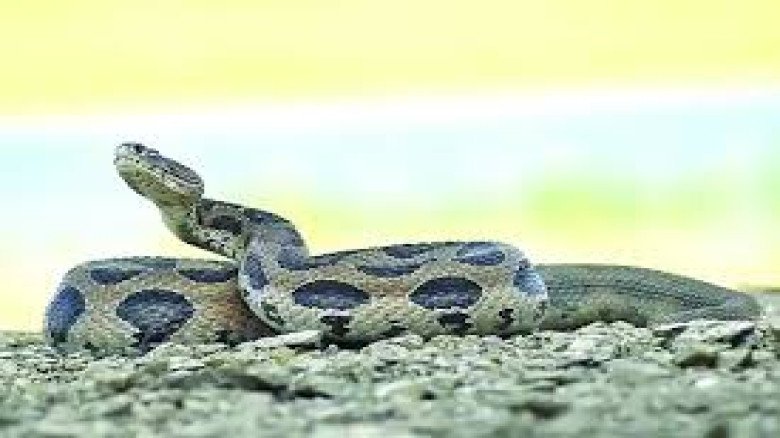 রাজধানীতে বিষধর সাপের উপদ্রব: বাসা-বাড়ি, গ্যারেজ, ভবনে পদ্মগ