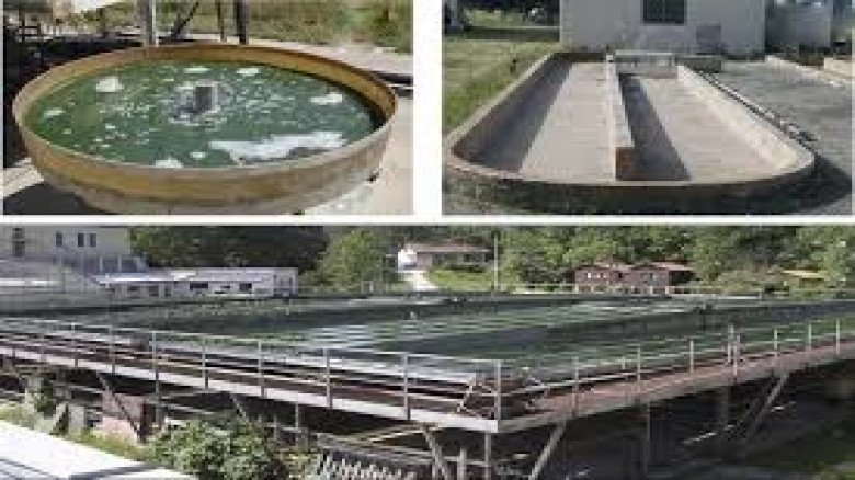 গ্রামের পুকুরে জ্বলে ওঠা ‘ফিলাইট’: তরুণ তাসনিমুলের সৌরআলোর উ