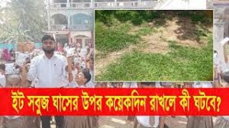 ইটের নিচে ঘাস কেন হলুদ হয়ে যায়: অদৃশ্য বিজ্ঞানের রঙিন গল্প