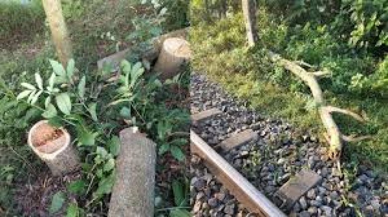 ফেনীতে রেলপথে গাছ ফেলে নাশকতার চেষ্টা, বড় দুর্ঘটনা এড়াল রেলও