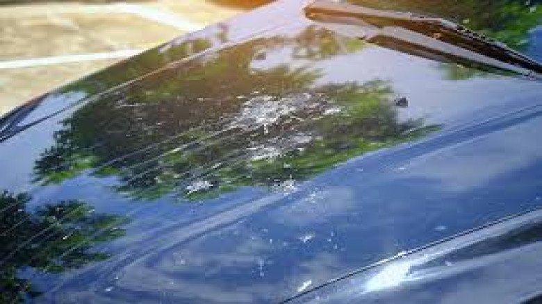 পাখিরা কোন রঙের গাড়িতে বেশি মলত্যাগ করে? জানাল যুক্তরাষ্ট্রে