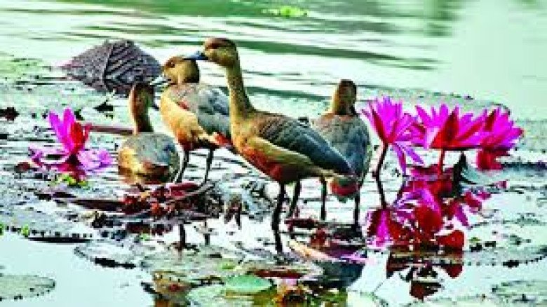 পরিযায়ী পাখি শিকার করে অনুতপ্ত শিক্ষক, বন্দুক জমা দিয়ে নিলেন