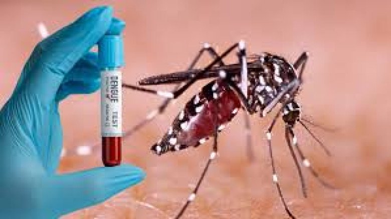 ২৪ ঘণ্টায় ডেঙ্গুতে ১ জনের মৃত্যু, হাসপাতালে ভর্তি ২৪০ জন রোগ