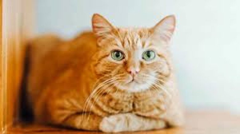 প্রিয় বিড়াল ম্যাক্সের স্মৃতিতে সমাধি, সন্তানসুলভ ভালোবাসার 